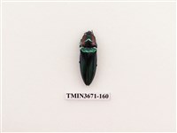 藏品(叩頭蟲(2))的圖片